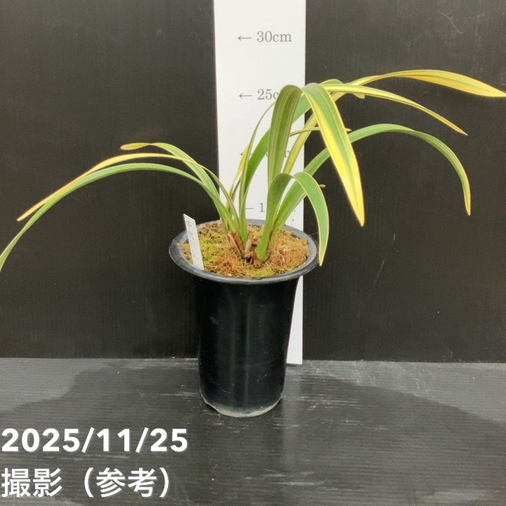 ＜花芽1個＞キンリョウヘン 4号（千代田錦）｜ミツバチ蘭｜洋蘭10-TU