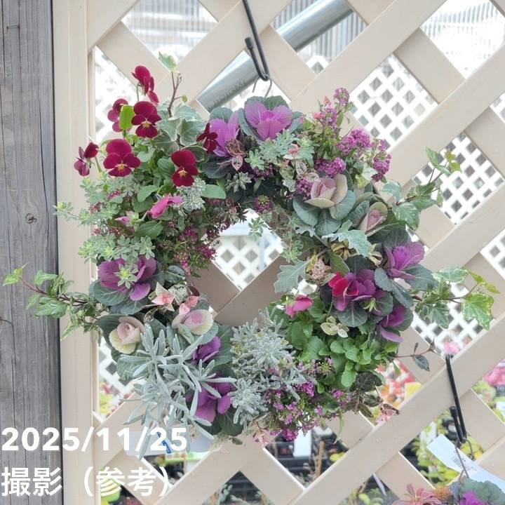 【現品お届け】彩り豊かな季節のハンギングバスケット AS3｜草花04-PA