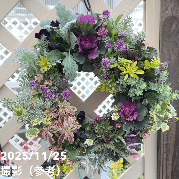 【現品お届け】彩り豊かな季節のハンギングバスケット AS5｜草花04-PA