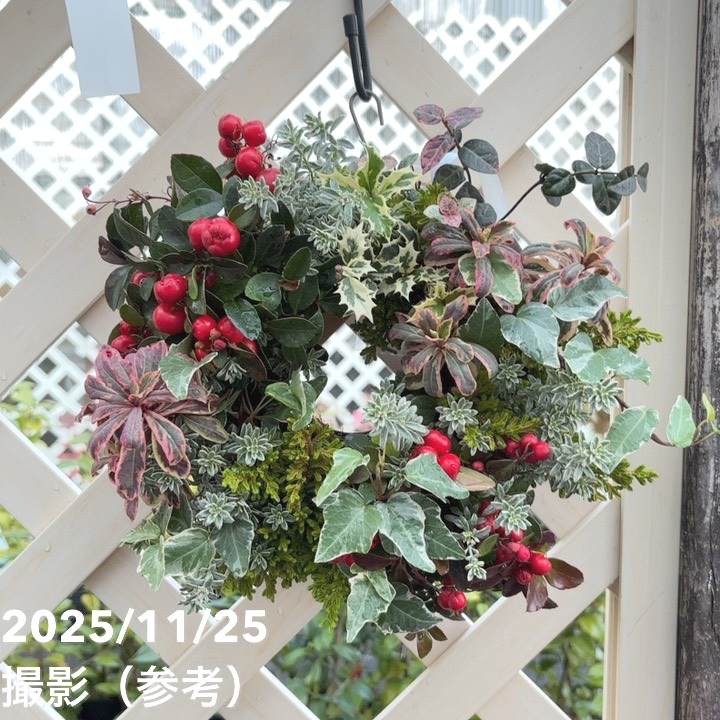 【現品お届け】彩り豊かな季節のハンギングバスケット AS9｜草花04-PA