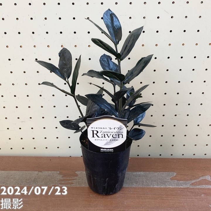 シックな黒葉が美しい！ ザミオクルカス レイヴン 3.5号 ｜観葉04-PAのサムネイル