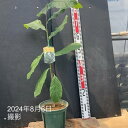 【決算!ポイント5倍!7/31まで】ポポー タイトー 6号|果樹04-PA
