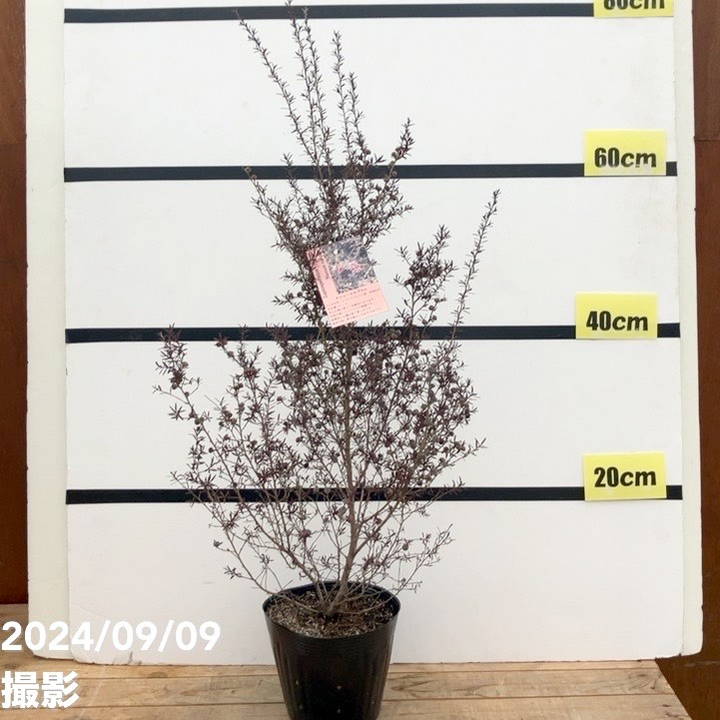 レプトスペルマム ナニュームルブルム 5号 ※お届けに10日程度かかる場合がございます。｜花木10-TNのサムネイル