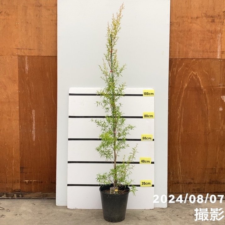 【数量限定】レプトスペルマム レモンティーツリー 8号 ※お届けに10日程度かかる場合がございます。｜s200｜花木10-TNのサムネイル