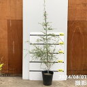 【数量限定】メラレウカ ハニーベルベット 8号 ※お届けに10日程度かかる場合がございます。