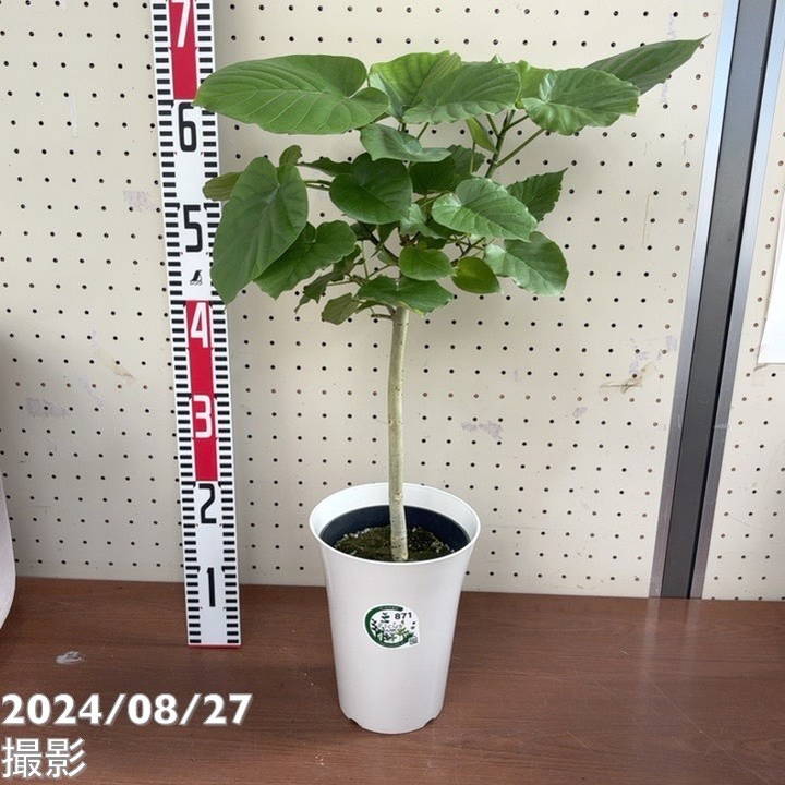 フィカス ウンベラータ 6号｜観葉04-PA