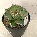 商品画像2