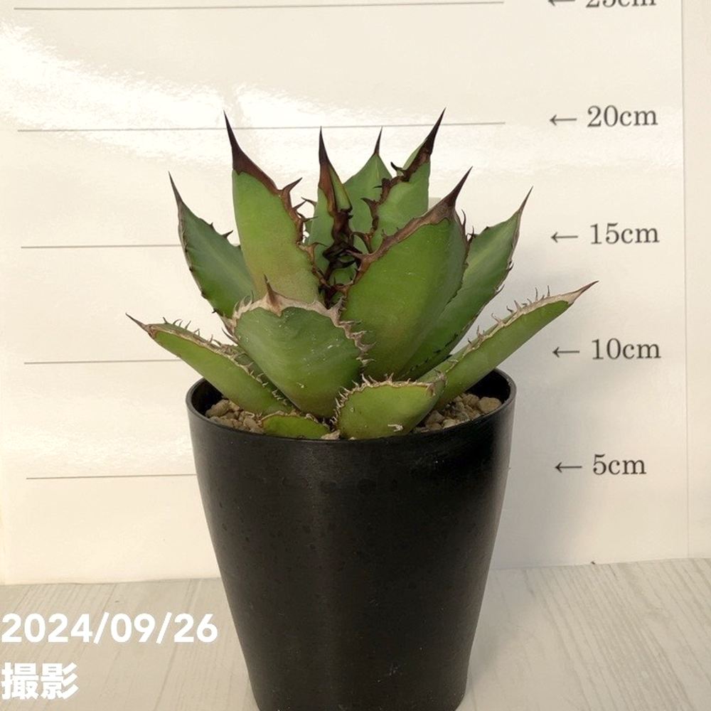 【現品お届け】アガベ 4号 チタノタ ブラックファイヤー Agave titanota Black fire（A37）｜観葉01-D1