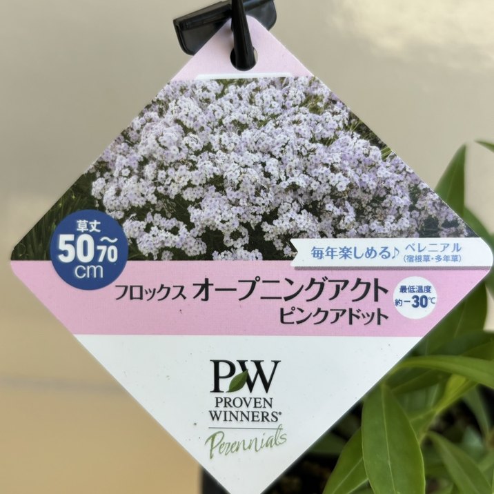 PW フロックス オープニングアクト ピンクアドット 11cmロングポット×2鉢セット｜草花04-PA
