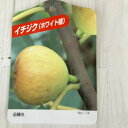イチジク ホワイト種 5.5号|果樹10-TU
