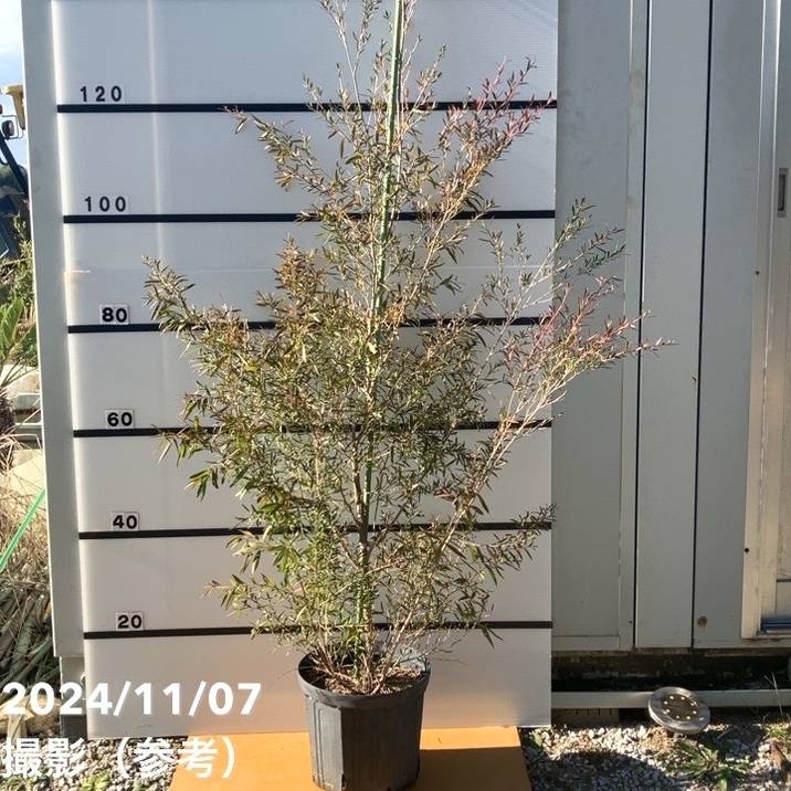 【数量限定】レプトスペルマム カッパーグロー 8号 ※お届けに10日程度かかる場合がございます。｜s200｜花木10-TNのサムネイル