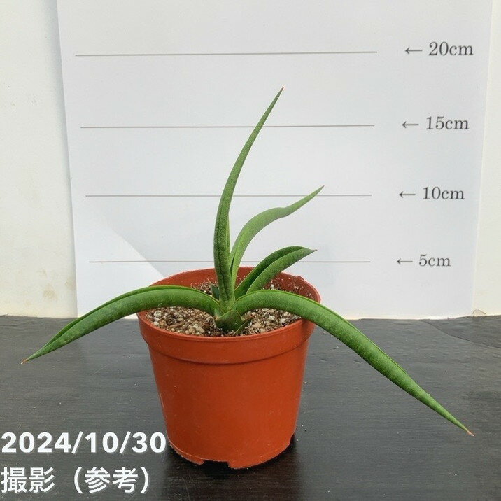 【P還元！ポイント10倍！12/25まで】サンスベリア 3.5号 バオダム Baodum （子株）｜観葉02-D2