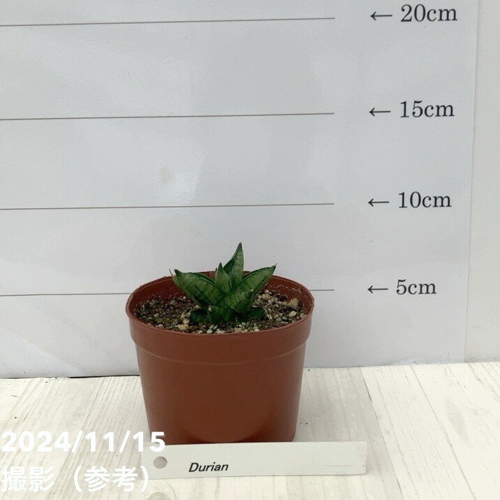 サンスベリア 3号 ドリアン Durian（子株）｜観葉02-D2