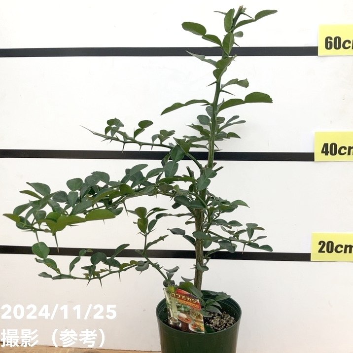コブミカン (バイマックルー) 5号 ｜果樹10-TUのサムネイル
