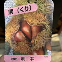 【決算!ポイント5倍!7/31まで】栗 利平 りへい 4号|果樹04-PA