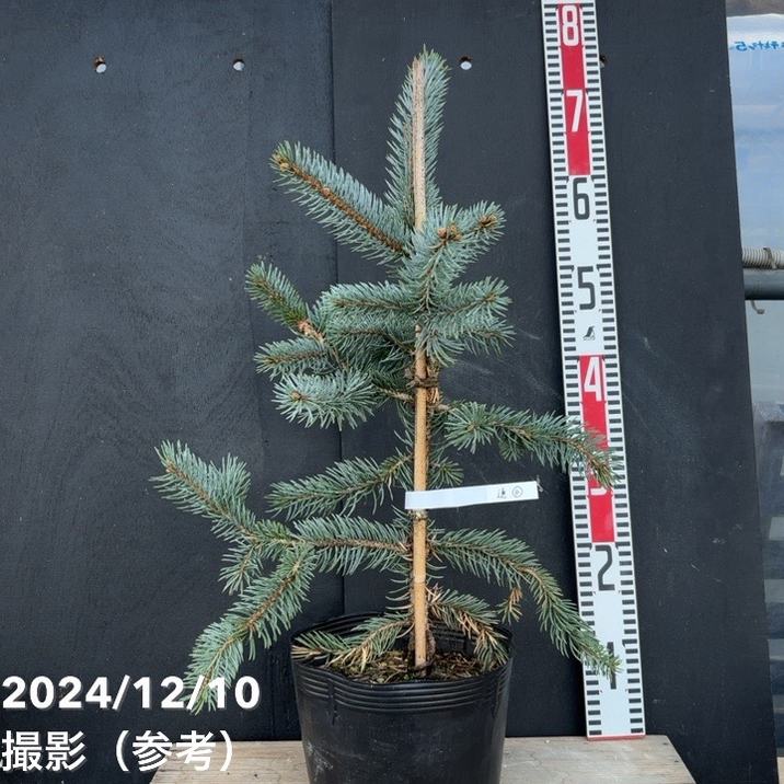 【現品お届け】ピセア プンゲンス ホプシー 7号（6）｜花木04-PAのサムネイル