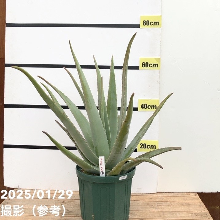 【現品お届け】アロエ ベラ 8号スリット鉢（3）｜観葉10-TUのサムネイル