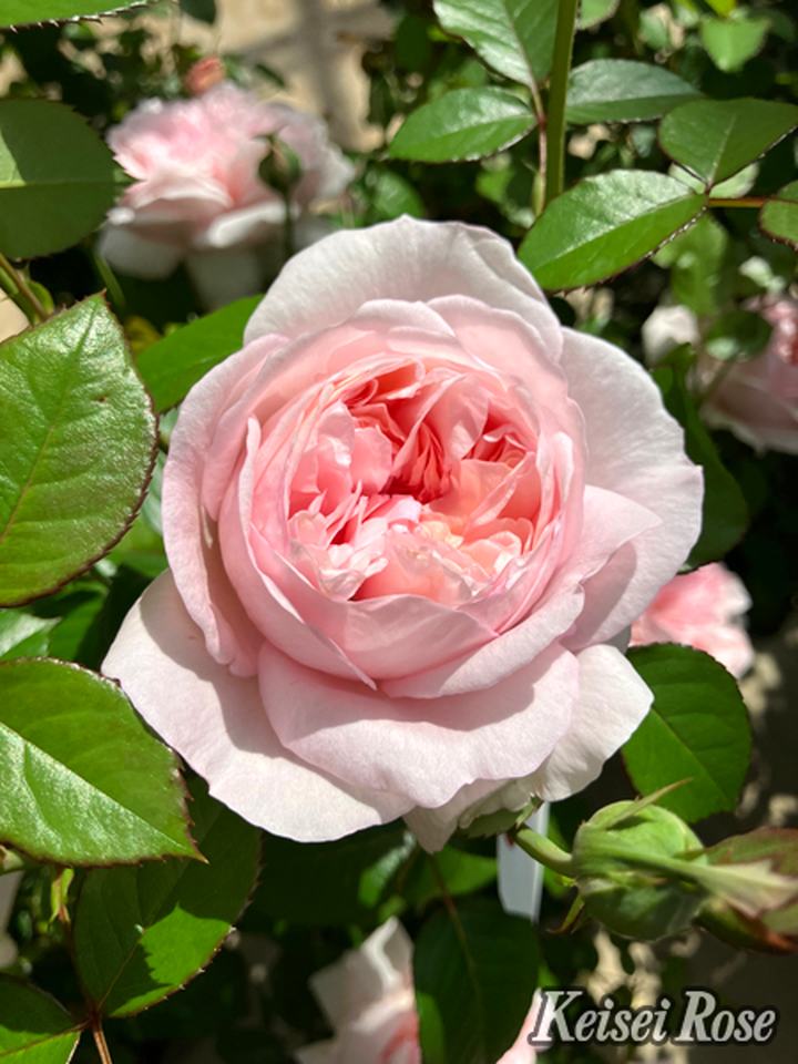 バラ大苗 シェーンハイト 4.5号ロングポット 京成バラ園芸｜花木04-PA