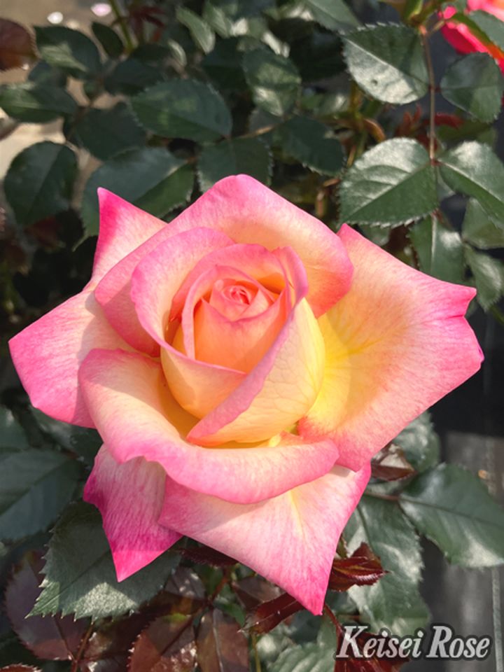 バラ大苗 エンチャンティッド ピース 4.5号ロングポット 京成バラ園芸｜花木04-PA