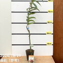 【決算!ポイント5倍!7/31まで】栗 ぽろすけ 5号 PVP|果樹10-TU