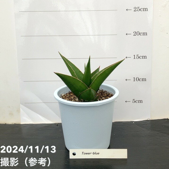 サンスベリア 4号 タワーブルー（子株）｜観葉02-D2