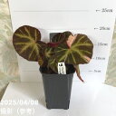【決算!ポイント5倍!7/31まで】ベゴニア ソリムタータ バリエガータ Begonia soli mutata variegated 3.5号ロング|観葉04-PA