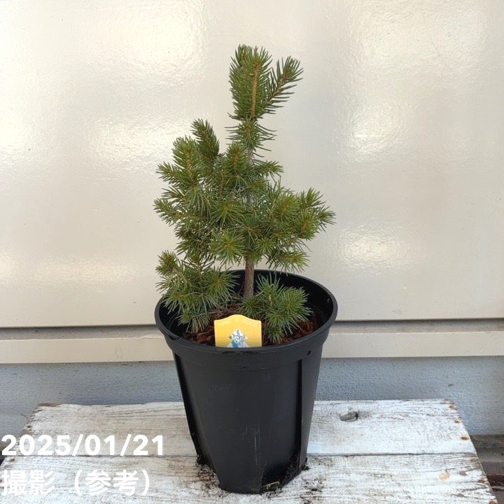 楽天市場】プンゲンストウヒ ホプシー(花・ガーデン・DIY)の通販 楽天市場】プンゲンストウヒ ホプシー(花・ガーデン・DIY)の通販