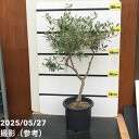 【現品お届け】オリーブ 8号 コロネイキ|果樹10-TU