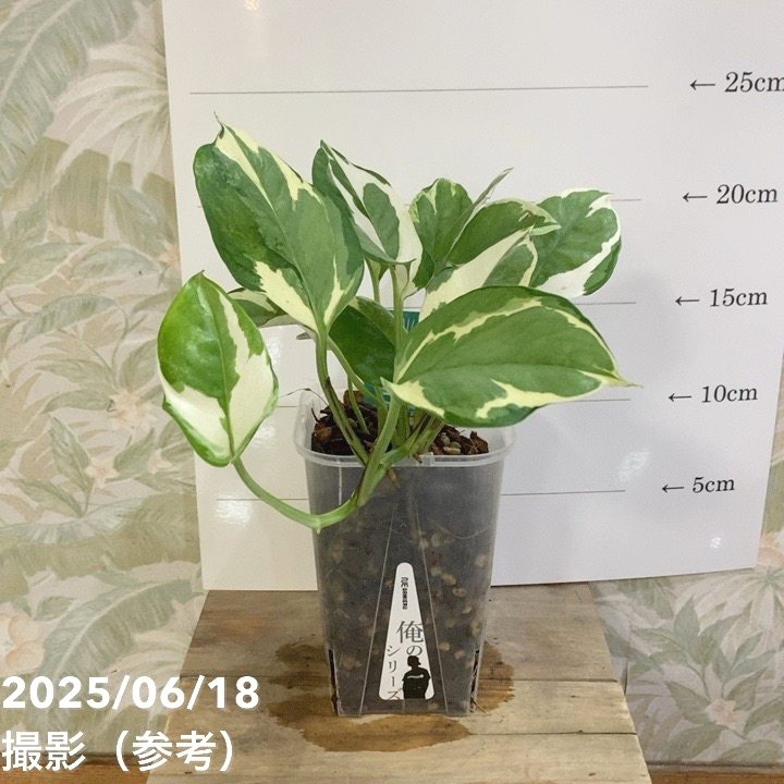 ポトス エンジョイ 3.5号ロング透明スリット鉢 PVP｜観葉04-PA