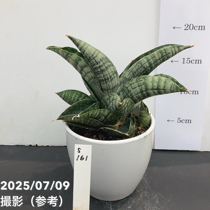 サンスベリア4号ライオンハート白陶...