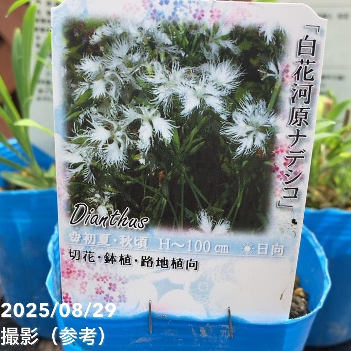 ナデシコ 白花河原ナデシコ 3号×3株セット｜山野04-PA