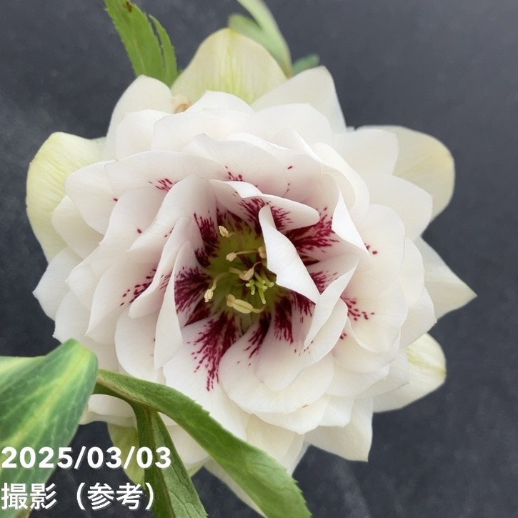 【一点物】広瀬園芸 クリスマスローズ 4号（HR33）｜山野04-PAのサムネイル