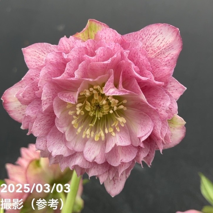 【一点物】広瀬園芸 クリスマスローズ 4号（HR35）｜山野04-PAのサムネイル