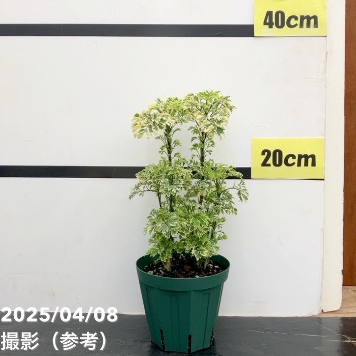 楽天市場】ポリシャス(種類(植物)ポリシャス,ポトス)(観葉 楽天市場】ポリシャス(種類(植物)ポリシャス,ポトス)(観葉