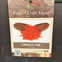 こるふぁーむ フィンガーライム 5号 クリムゾンタイド(代引き不可)|柑橘|果樹10-CO