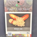 こるふぁーむ フィンガーライム 5号 ロサアイス(代引き不可)|柑橘|果樹10-CO