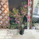 【決算!ポイント5倍!7/31まで】ワックスフラワー 5号|花木04-PA