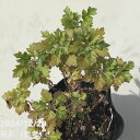 ヨモギ(カズサヨモギ)5号×2株セット ※お届けに10日程度かかる場合がございます。|草花10-TN
