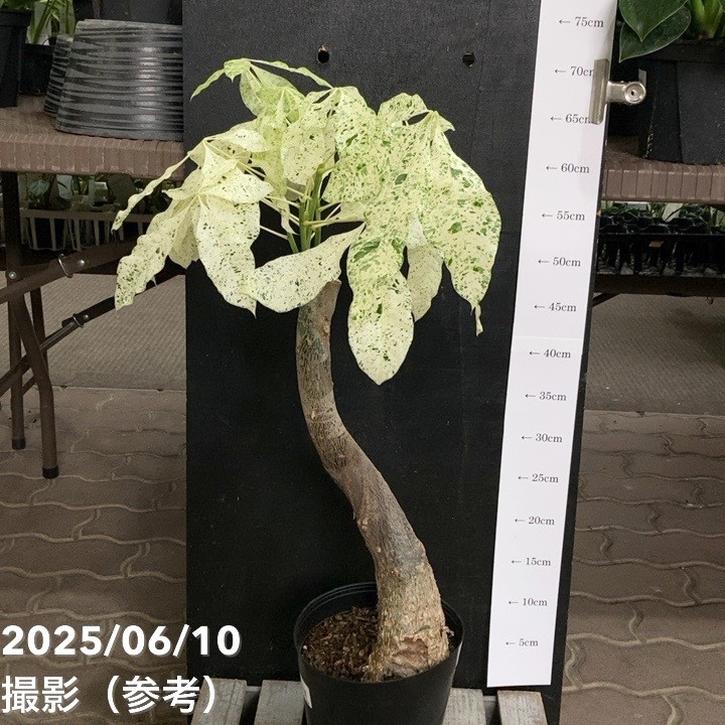 【決算！ポイント5倍！7/31まで】斑入りパキラ ミルキーウェイ 6号｜観葉04-PAのサムネイル