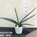 【決算!ポイント10倍!7/31まで】【現品お届け】サンスベリア 4号 スパイダ- 白プラ鉢仕様(S61)|観葉02-D2