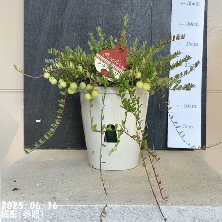 楽天市場】クランベリー苗（花・ガーデン・DIY）の通販