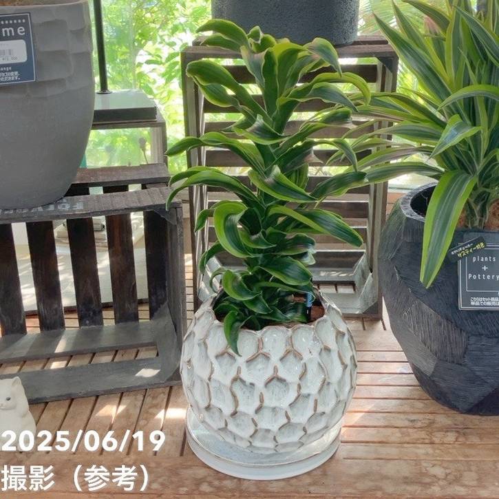 赤塚オリジナルインテリアグリーンド...