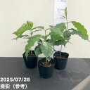 【お買い得企画】コーヒーの木 3号ポット 3個セット|観葉02-D2