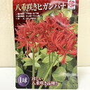 秋咲き球根 八重咲きヒガンバナ 1球入り×2袋セット|球根04-PA