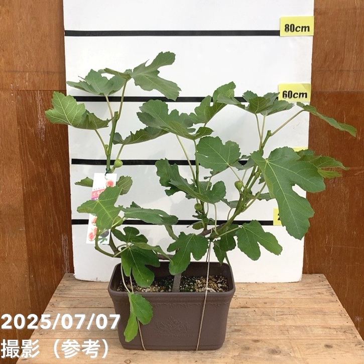 充実株 イシヅキ農園さん イチジク ビオレソリエス 一文字仕立てプランター 3年生苗 ※2025年7月中旬以降発送予定｜果樹10-TUのサムネイル