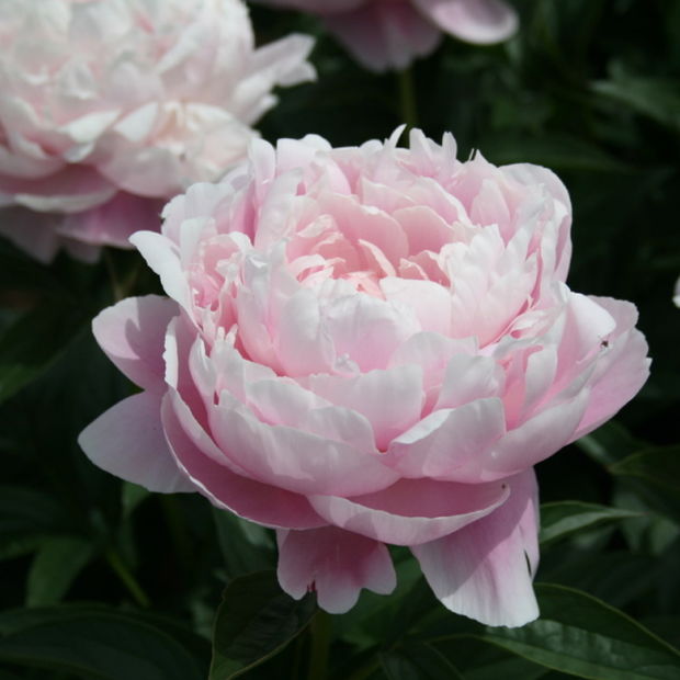 芍薬 シャクヤク 7号 ルーズベルト｜草花04-PA