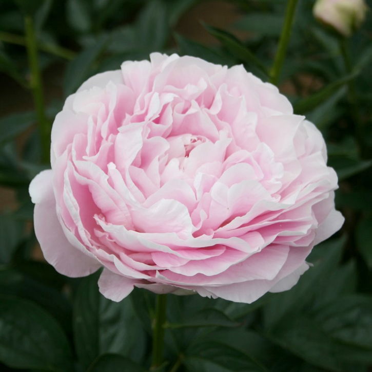 【予約】芍薬 シャクヤク 7号 朱鷺姿（ときすがた） ※2025年12月上旬以降発送予定｜草花10-TU