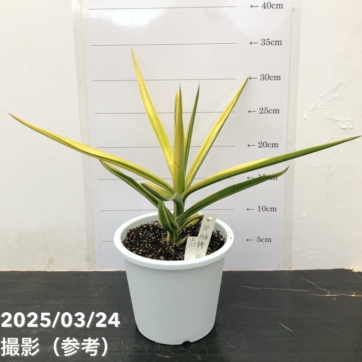 【現品お届け】サンスベリア 5号 SP Hyb 斑入り 大株 白プラ鉢（S115）｜観葉02-D2