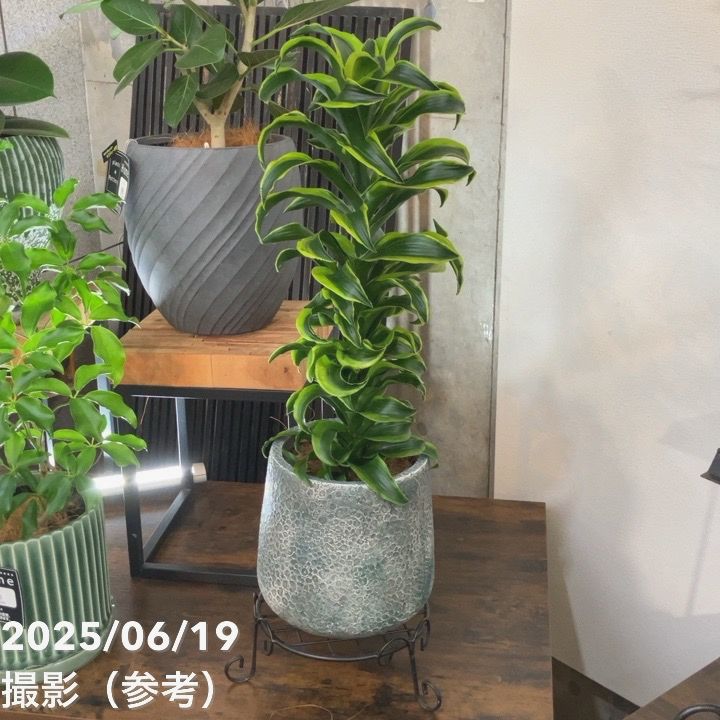 赤塚オリジナルインテリアグリーンド...