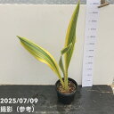 【決算!ポイント10倍!7/31まで】【限定2鉢】サンスベリア 5号 リンメーヤイ|観葉02-D2